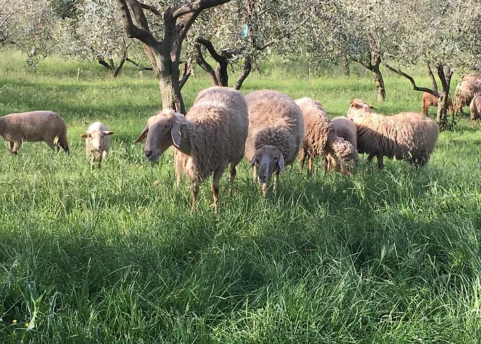 Casa Rosa Farma